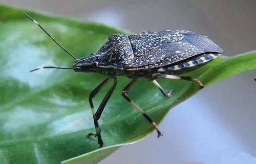 吃瓜的是什么虫,揭秘吃瓜虫子的神秘世界