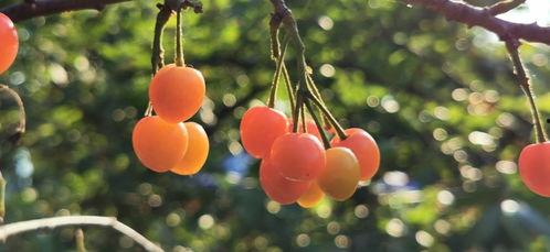 太和风景吃瓜,瓜果飘香，品味田园生活