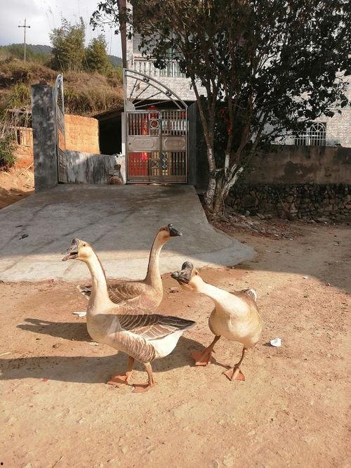 手机壁纸吃瓜鹅,趣味横生的视觉盛宴