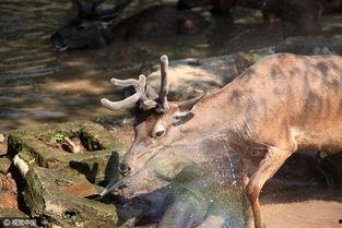 小鹿吃瓜群,揭秘网络社交圈的趣味与争议