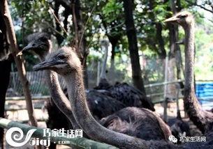 吃无骨鸵鸟瓜,美味与健康的完美融合