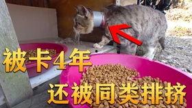 满仓吃瓜的视频