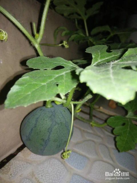 瓜里面吃籽的水果,探索美味籽食水果的奥秘