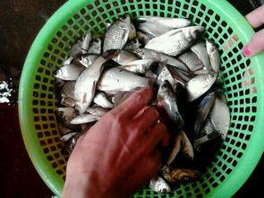 汾阳吃瓜姐夫,揭秘民间趣闻背后的真实故事