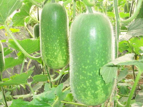 在线吃瓜空心字,从“在线吃瓜空心字”看网络文化的演变