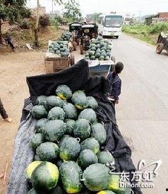 商洛本土吃瓜事件,揭秘网络热议背后的真相