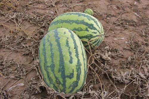 小零吃瓜,揭秘娱乐圈那些不为人知的幕后故事