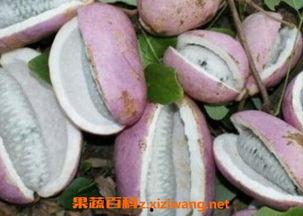 恩施人吃瓜,吃瓜文化盛行