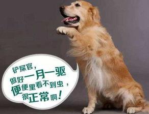 孩子吃瓜狗子吃虫视频