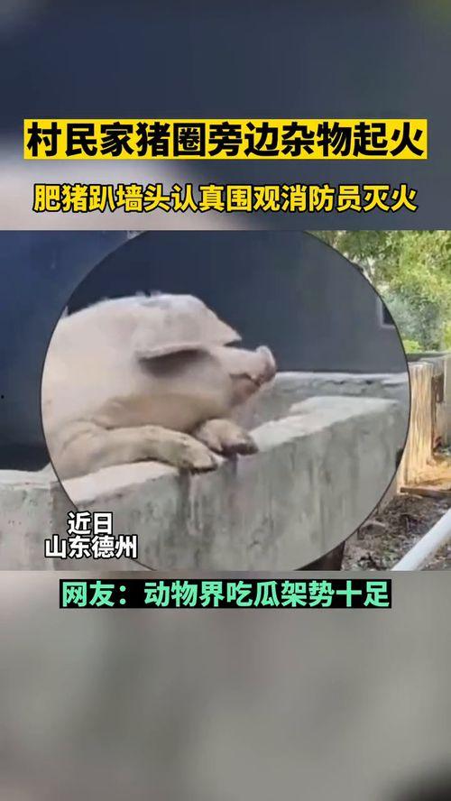 动物吃瓜群众图片