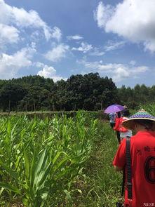 顶着太阳吃瓜,品味夏日清凉——顶着太阳吃瓜的悠闲时光