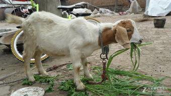 山羊吃不吃高瓜草,揭秘高瓜草的适口性