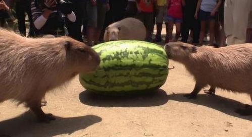 带你吃瓜水豚,带你吃瓜水豚的独特风味