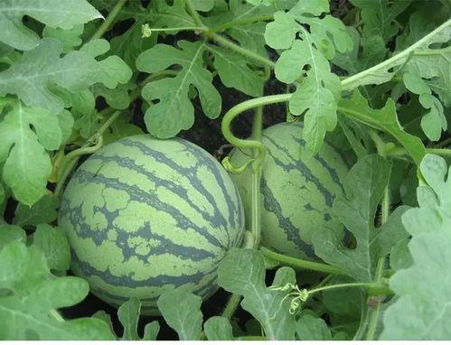 拜泉吃瓜,揭秘当地特色美食背后的故事