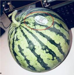 网红家暴吃瓜,吃瓜群众热议，真相究竟如何？