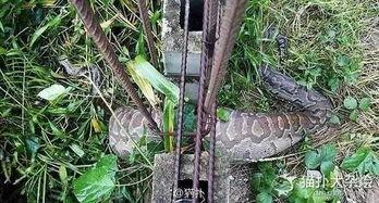 吃瓜铁栅栏,探寻美食与艺术的完美融合