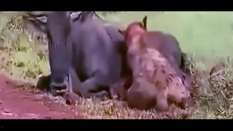 狮子吃瓜么,揭秘野生动物的饮食习惯