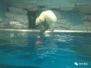 海底吃瓜动物,揭秘海底“吃瓜族”的神秘生活