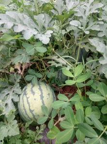 九木吃瓜,揭秘娱乐圈幕后故事