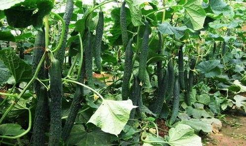 立夏几点吃瓜,揭秘立夏吃瓜的最佳时间