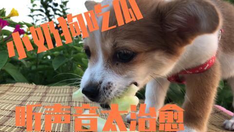 狗狗可以吃小蜜瓜,小蜜瓜的甜蜜诱惑