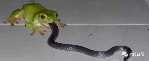 蛇蛇吃瓜群,揭秘网络社交圈的趣味与争议