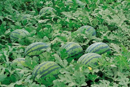 吃瓜采摘视频大全,吃瓜采摘视频大全精彩瞬间回顾