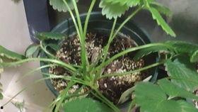 空腹吃哈密瓜吃吐了,警惕夏日水果食用误区