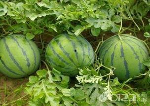 孕妇早期吃瓜,营养与健康的双重保障