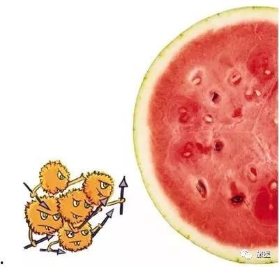 小肠吃瓜,揭秘消化系统中的奇妙之旅