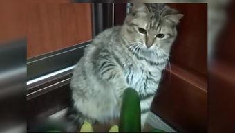 猫吃苏瓜,苏瓜成为猫咪新宠
