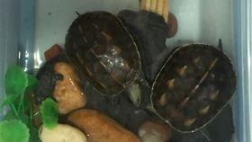 乌龟总吃瓜,揭秘乌龟的独特饮食习惯