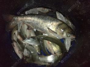 瓜鱼现钓现吃,尽享瓜鱼美味时光