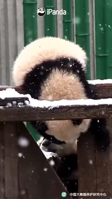 吃瓜小熊雪,揭秘冬日里的甜蜜瓜果传奇