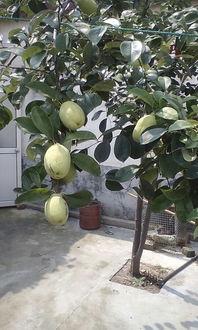 咋样吃树瓜,解锁独特食材的烹饪艺术