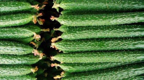 良岗吃瓜,揭秘娱乐圈背后的那些事儿