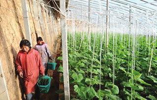 农民大棚吃瓜视频,农民吃瓜视频走红网络